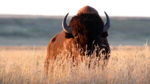Exclusive Interview With the Buffalo That Attacked a White Woman Trying to Colonize a Bison Herd